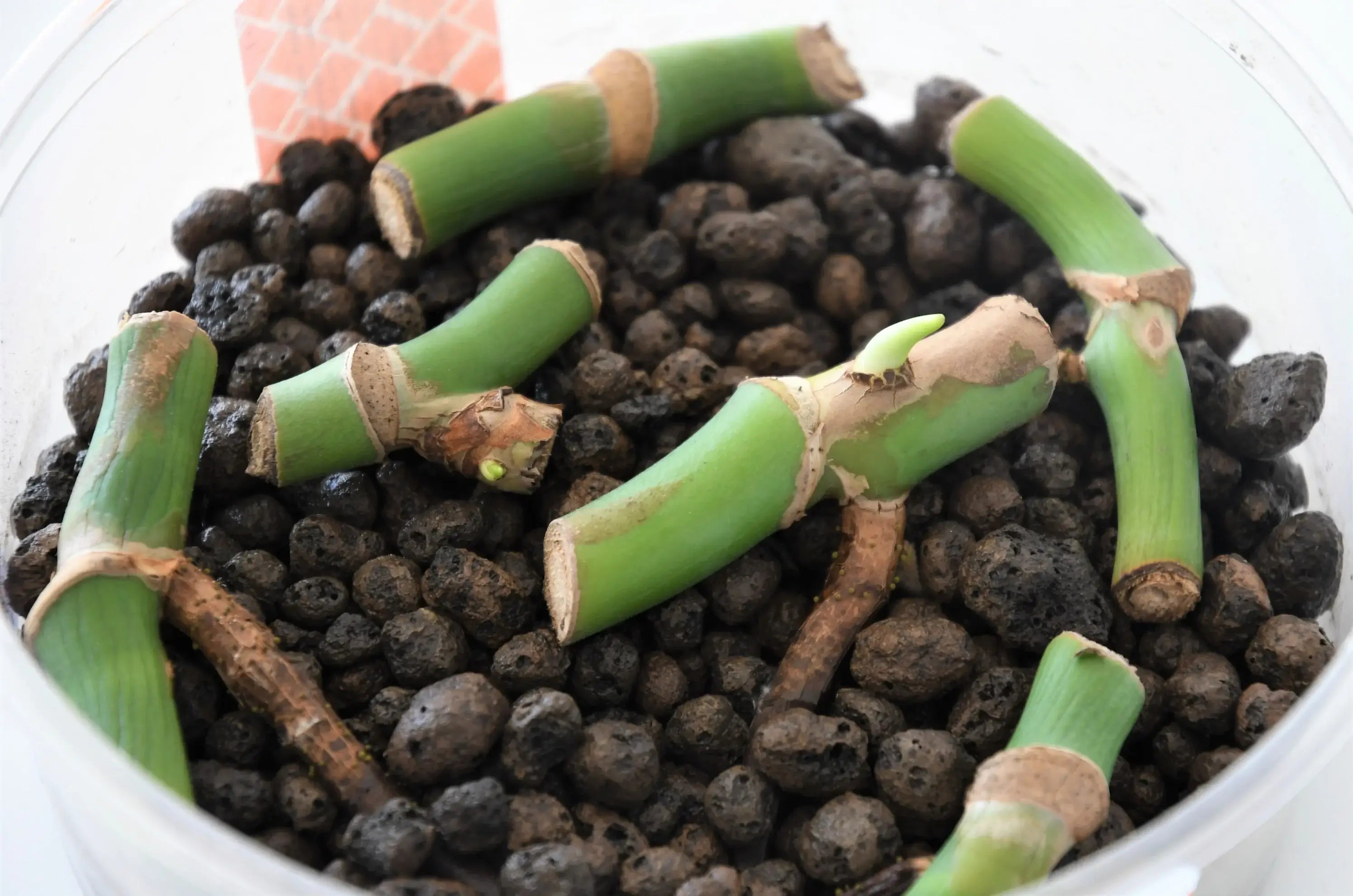 Propagating Houseplants: Comprehensive Methods, Tips, and Practical Examples