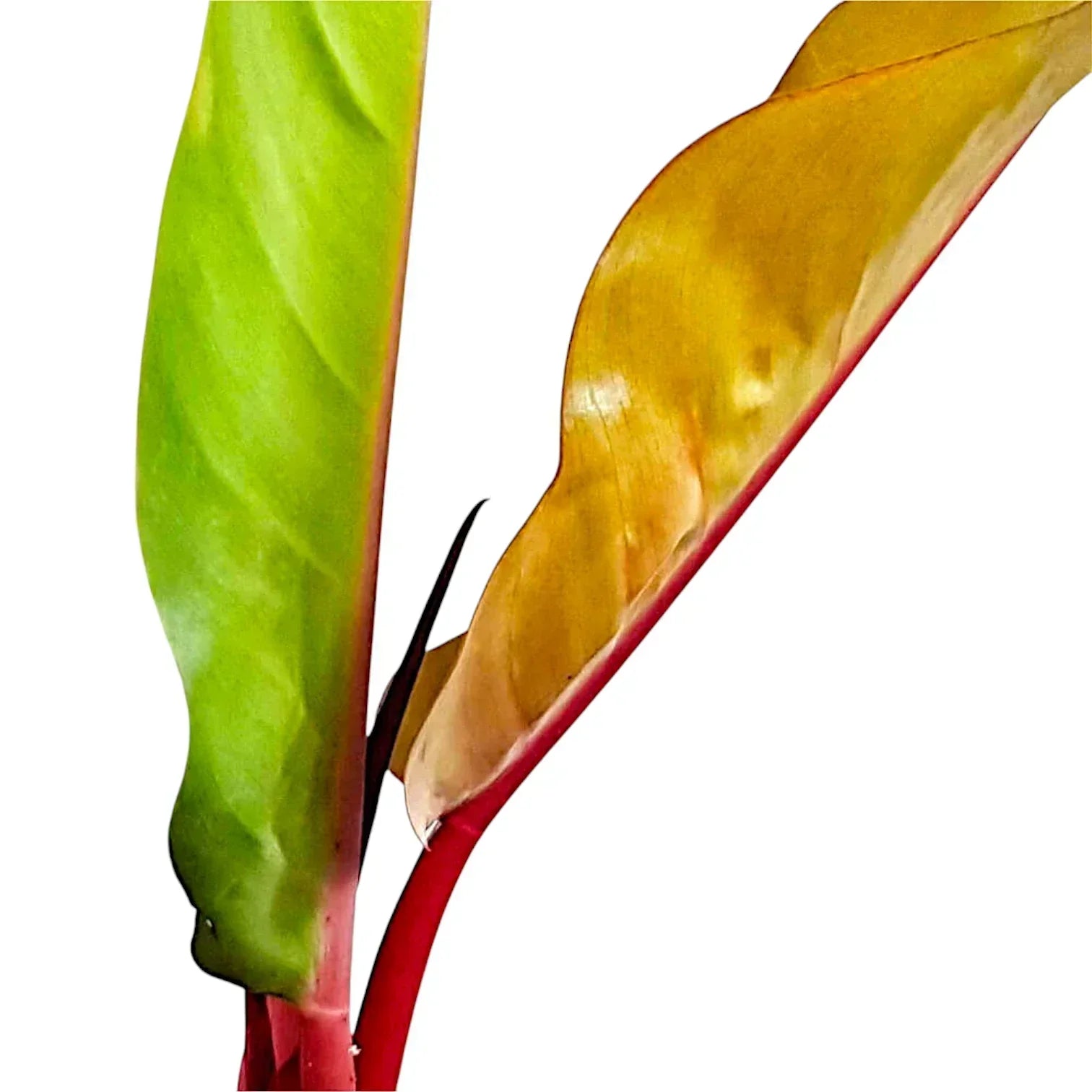 Philodendron ‘Prince of Orange’ leaves showing colour transition from bright orange to lime green A living example of ontogenic colour change — each ‘Prince of Orange’ leaf shifts from fiery orange to soft green as it matures.