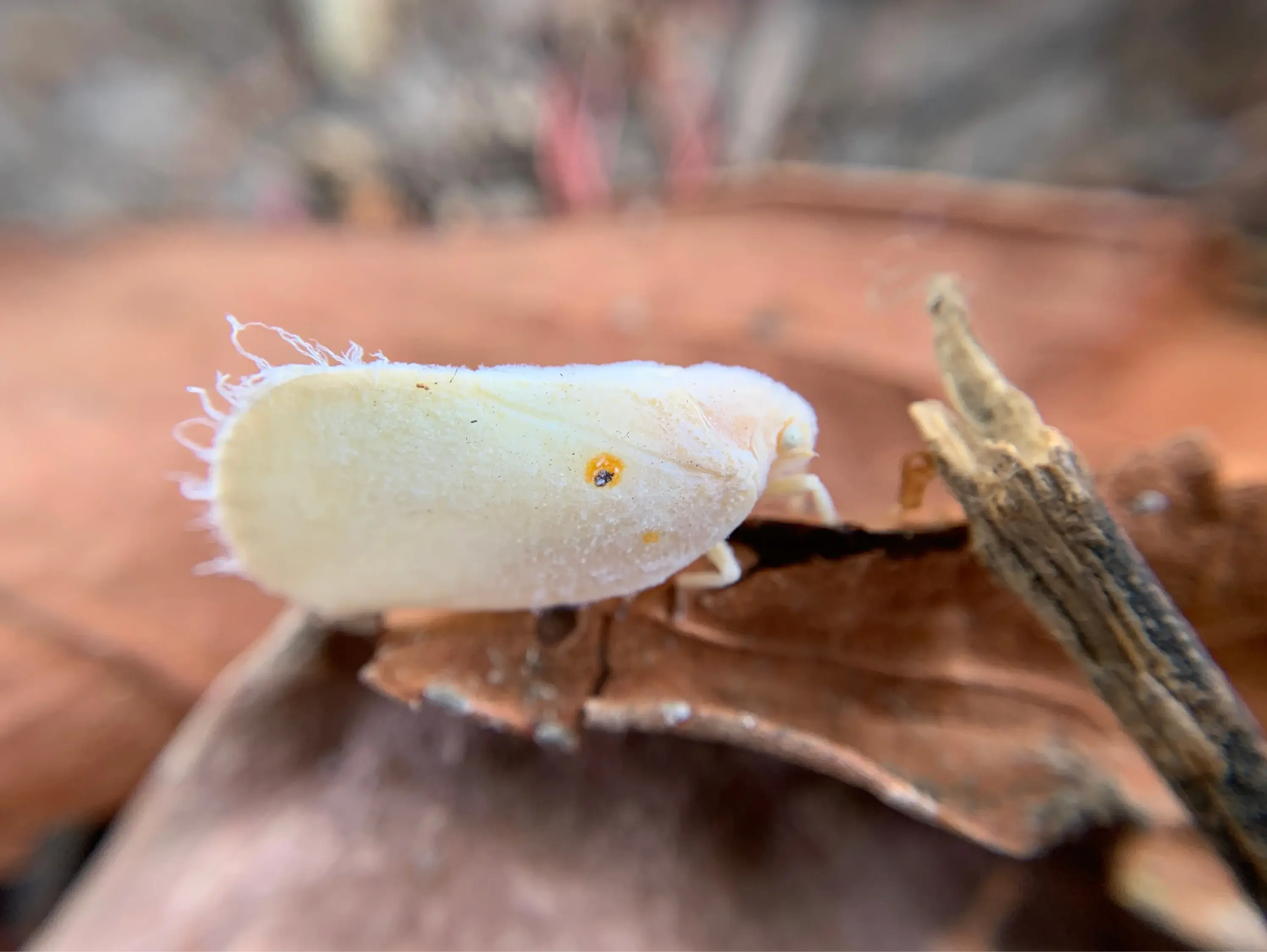 Whiteflies Under Control: A Comprehensive Guide to Protecting Your Indoor Garden