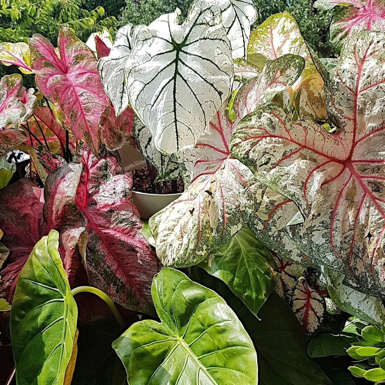 Verschiedene farbenfrohe Caladium-Pflanzen mit unterschiedlichen Blattmustern und Farbtönen, im Sommer auf einer sonnigen Terrasse arrangiert