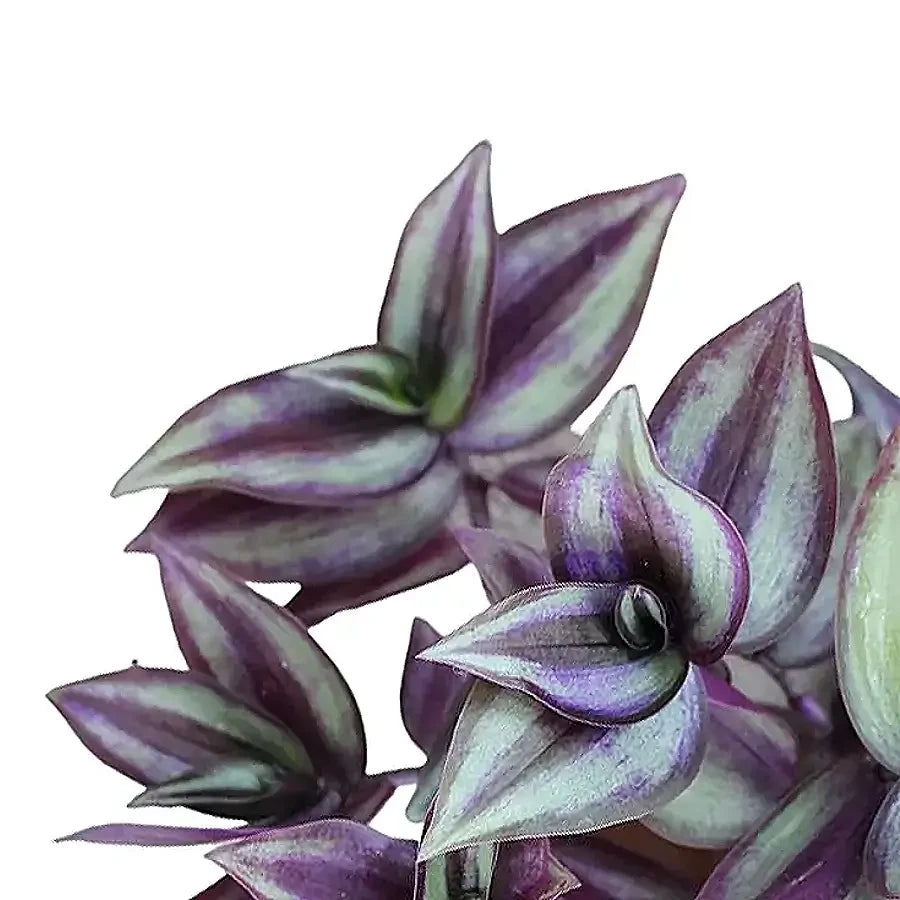 Tradescantia