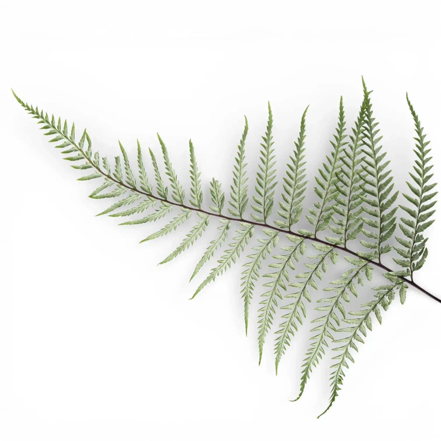 Ferns