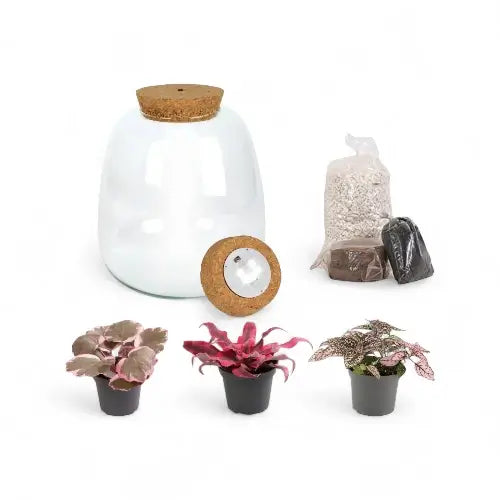 terrarium set on a white background - terrarium jar, three starter plants and terrarium substrate layers