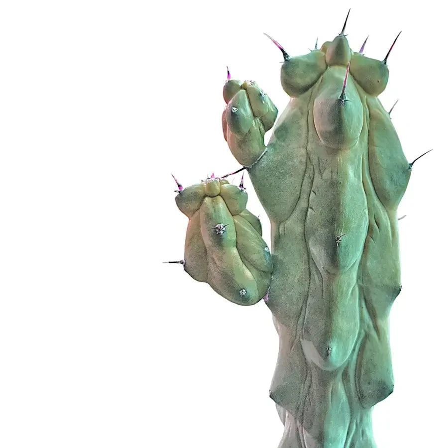 Close up of Myrtillocactus geometrizans fukurokuryuzinboku on a white backround