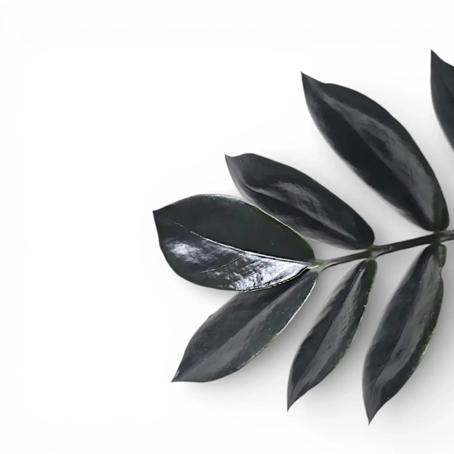 Schwarze glänzende Blätter von Zamioculcas zamiifolia 'Raven' vor weißem Hintergrund