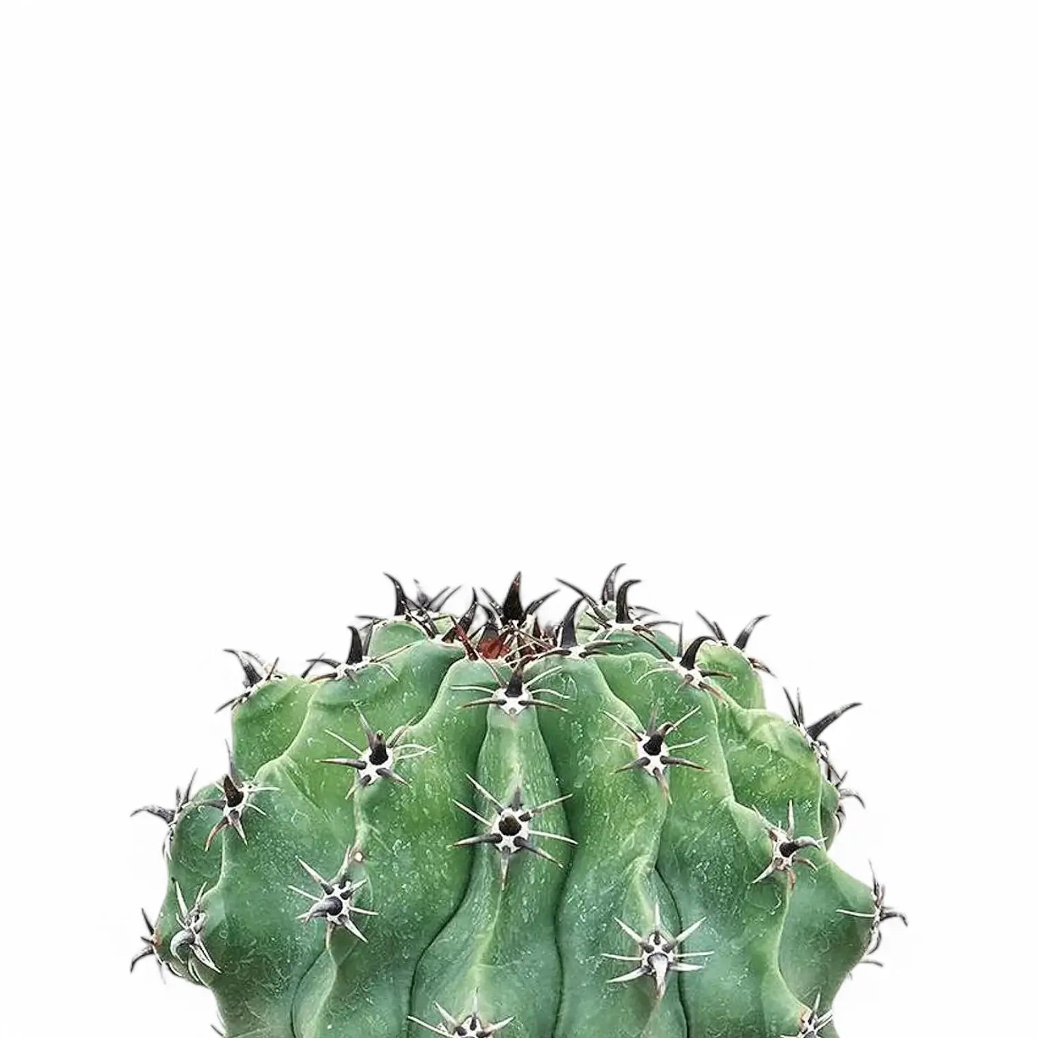 Ferocactus