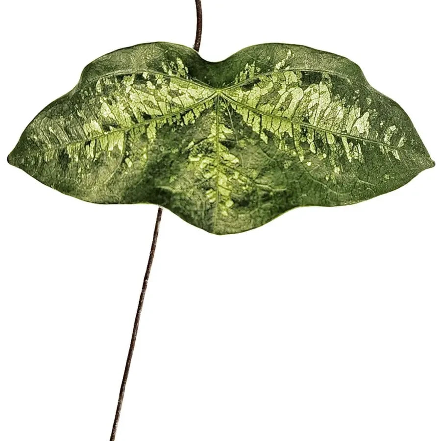 Passiflora (Passionflowers)