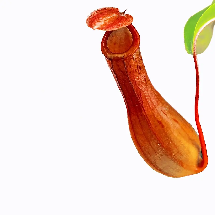 Nepenthes (Tropical Pitcher Plants)