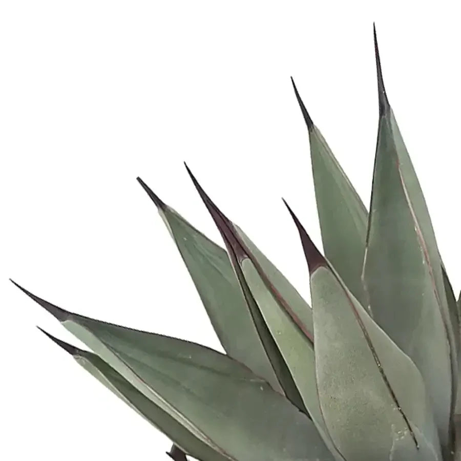Agave