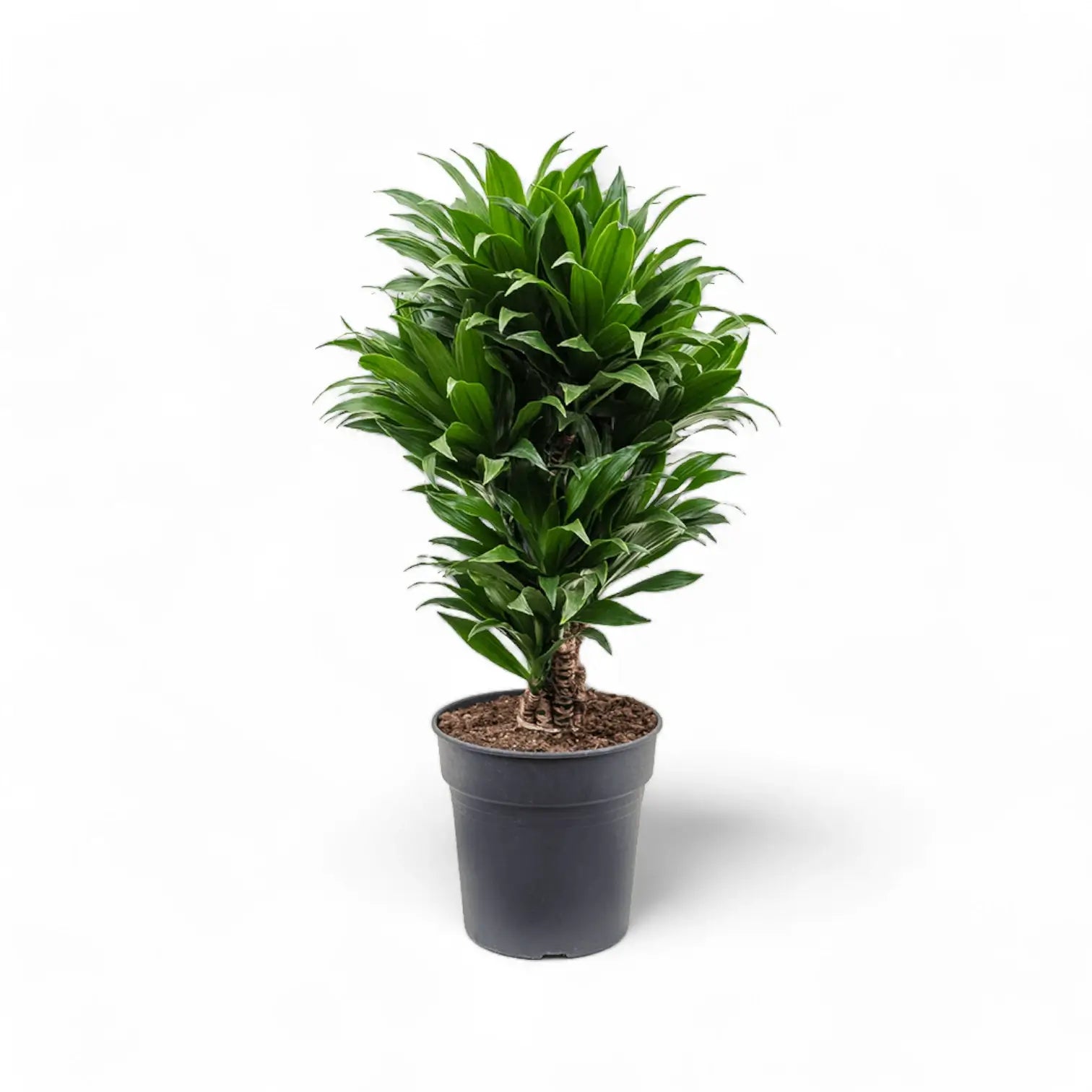 Dracaena fragrans 'Compacta' – Topfpflanze im Kulturtopf vor weißem Hintergrund, Produktfoto 8.