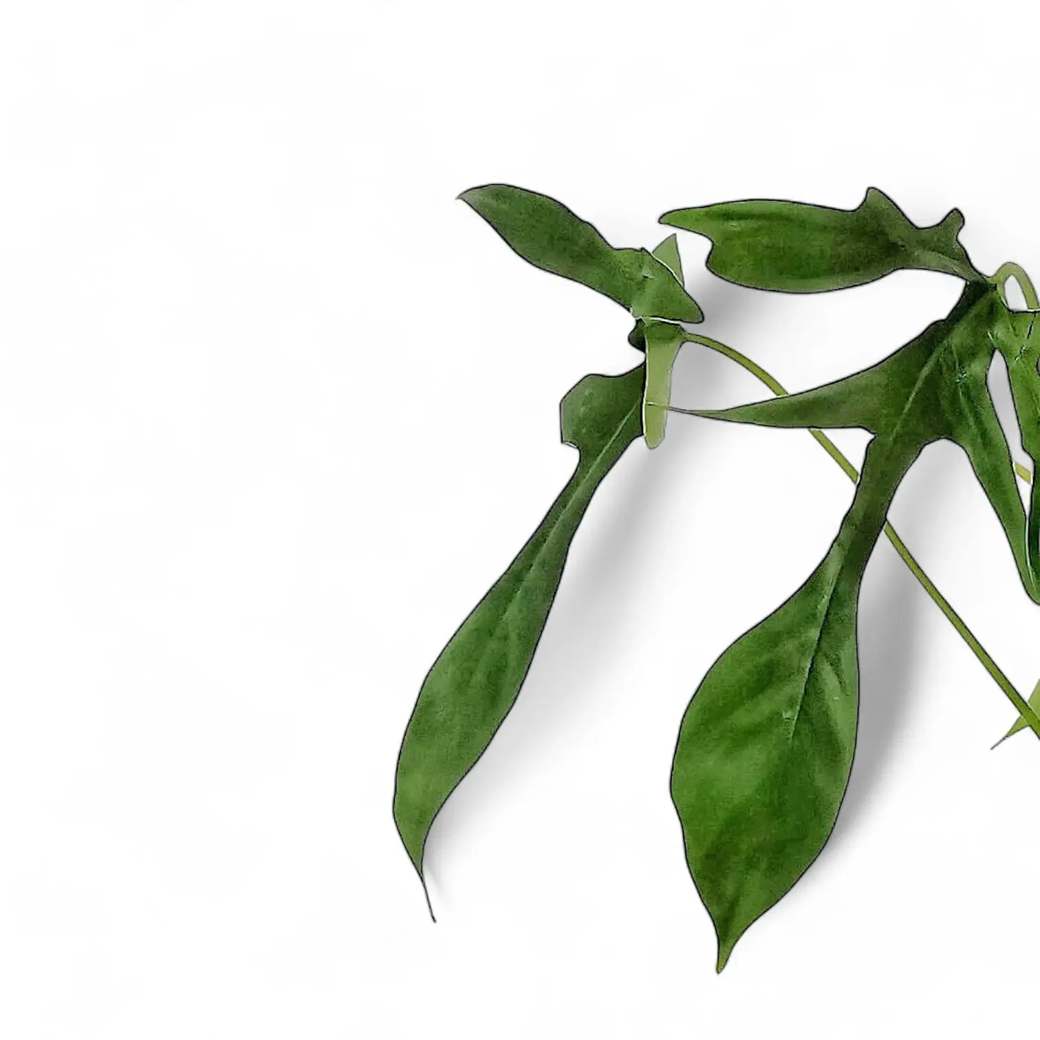 Nahaufnahme eines Blatts von Philodendron 'Glad hands' (quercifolium) vor weiĂźem Hintergrund.