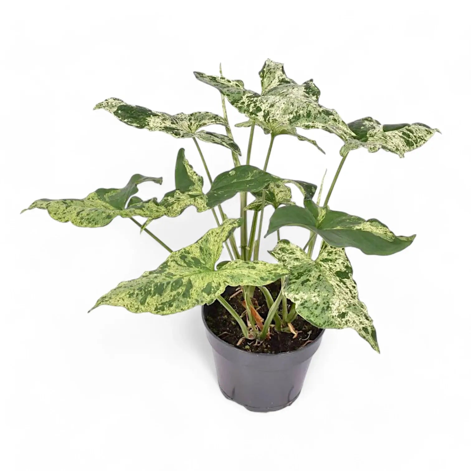 Syngonium podophyllum 'Mottled' – Zimmerpflanze im Kulturtopf auf weißem Hintergrund, Produktfoto 9.