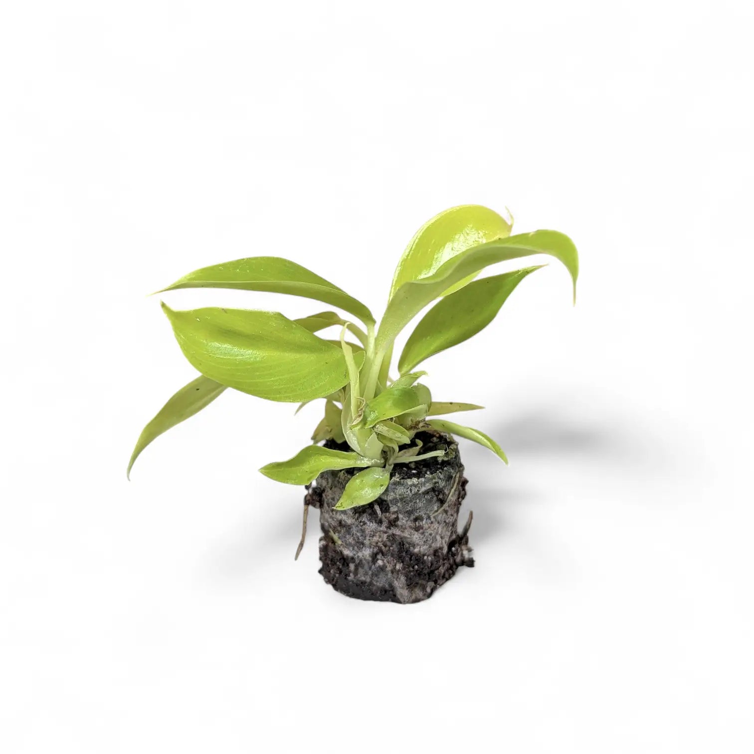 Philodendron 'Moonlight' – Zimmerpflanze im Kulturtopf auf weißem Hintergrund, Produktfoto 4.