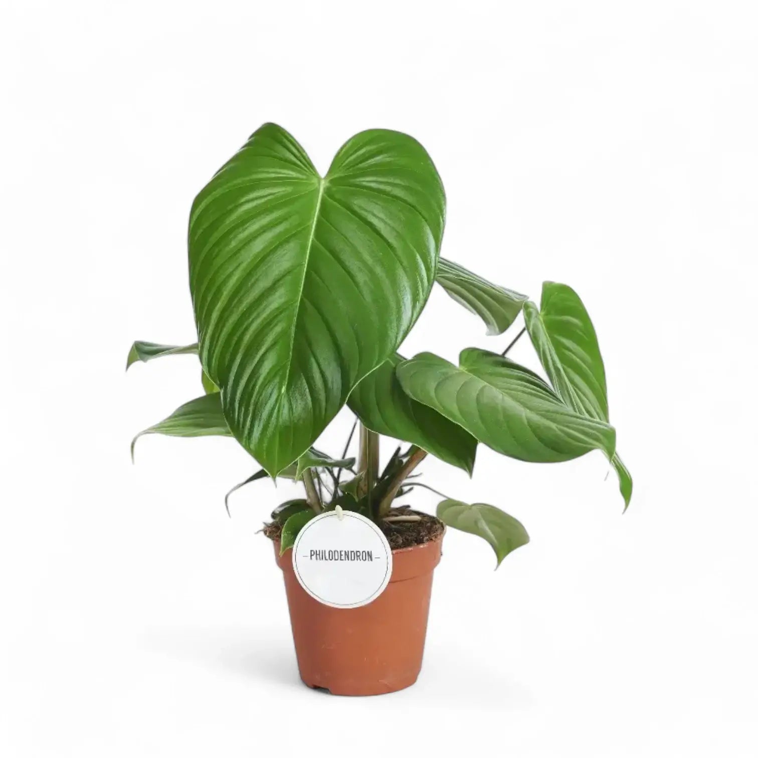 Philodendron grandipes potted houseplant in nursery pot on white background, product photo 2.