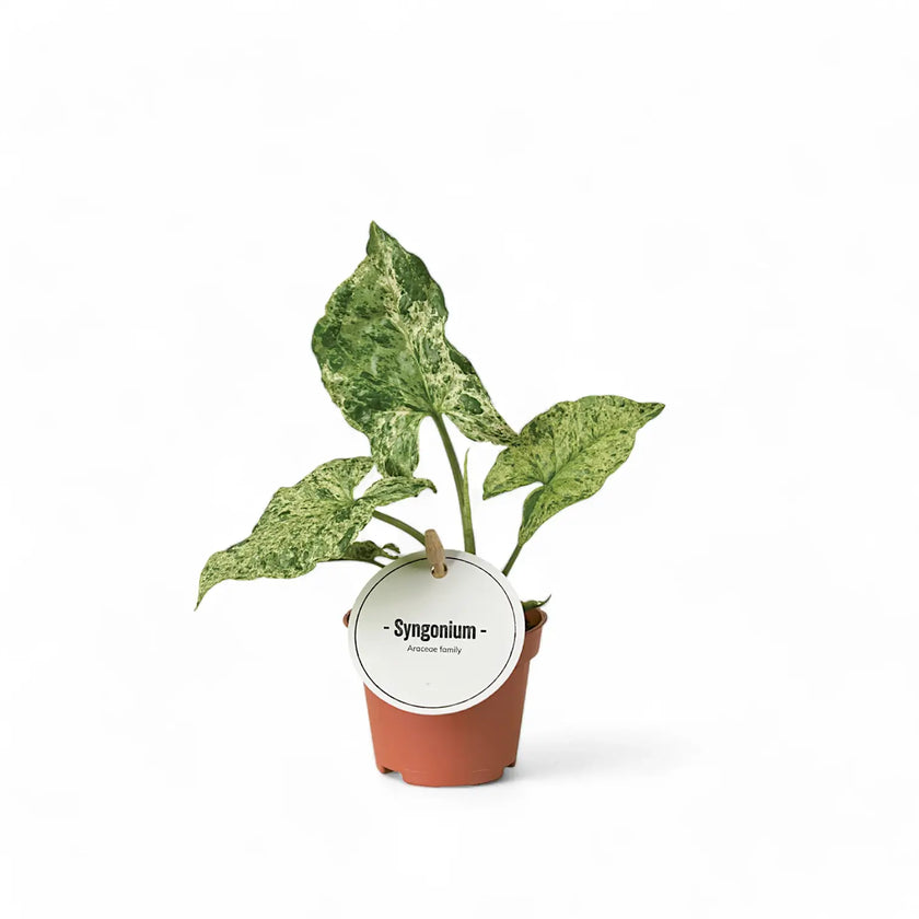 Syngonium podophyllum 'Mottled' potted houseplant in nursery pot on white background, product photo 4.
