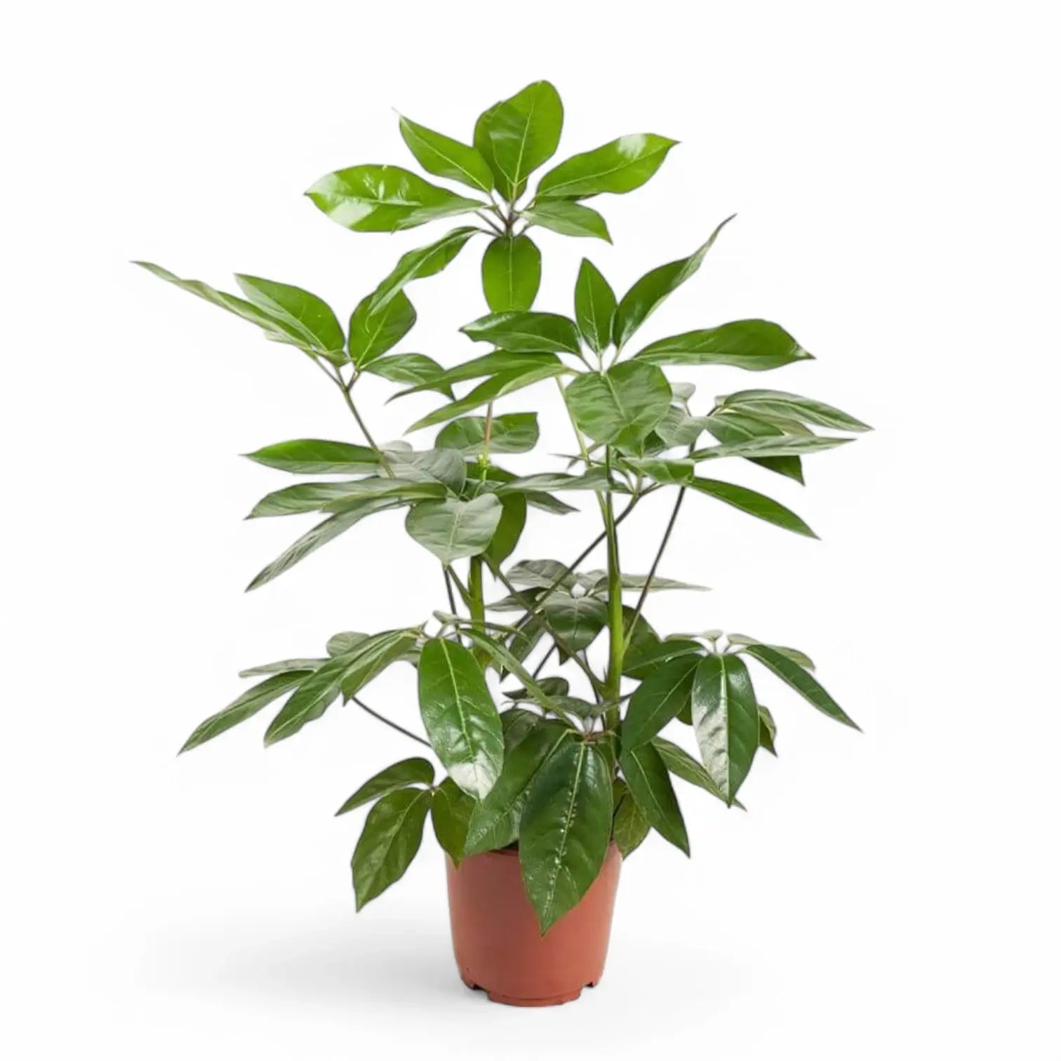 Heptapleurum (Schefflera) actinophyllum 'Amate' potted houseplant in nursery pot on white background, product photo 3.