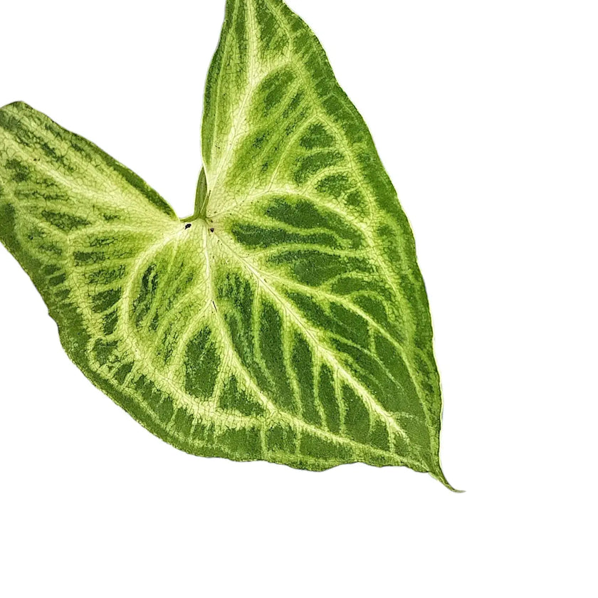 Syngonium podophyllum 'Batik' ('Golden venation') leaf close-up on white background.