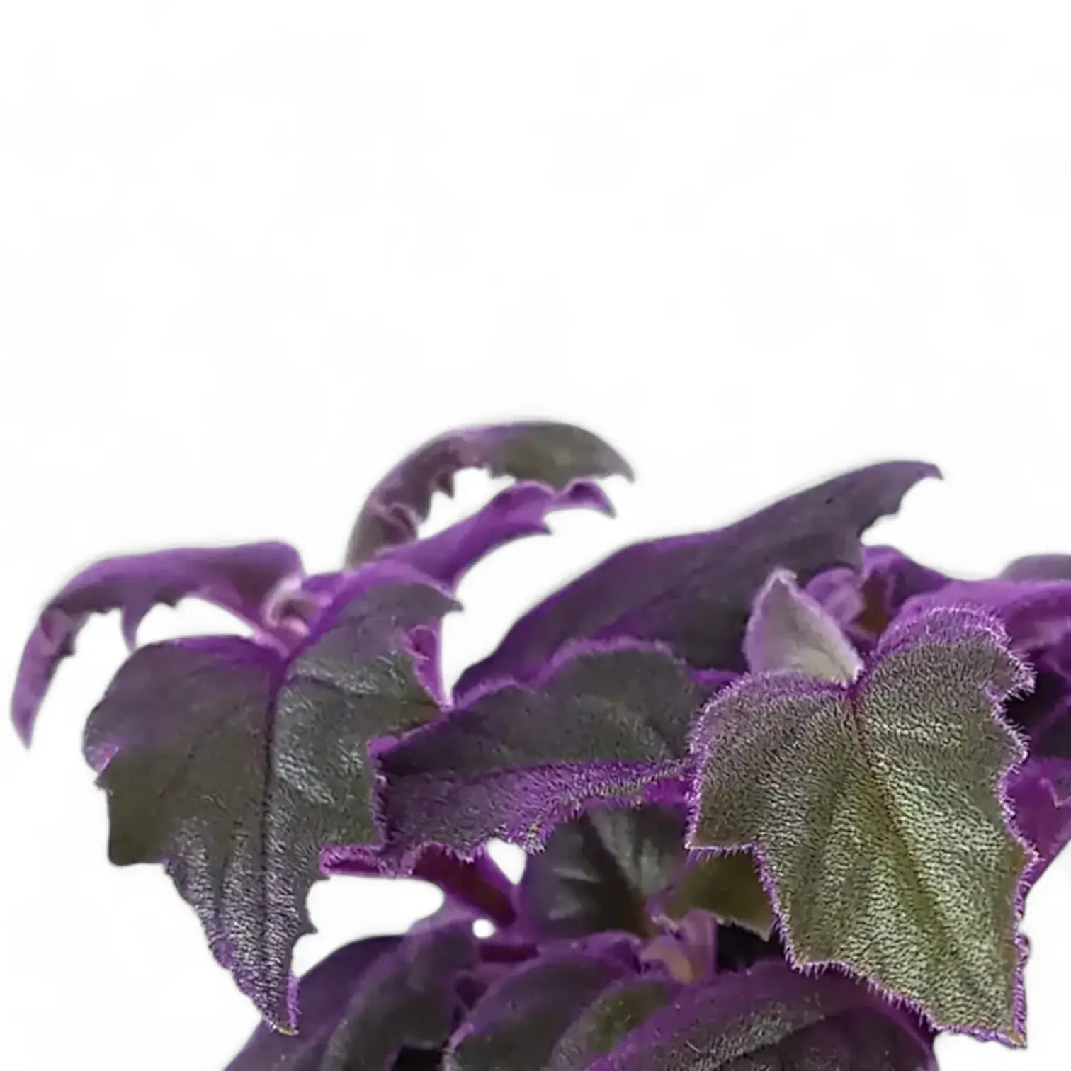 Nahaufnahme eines Blatts von Gynura aurantiaca vor weiĂźem Hintergrund.