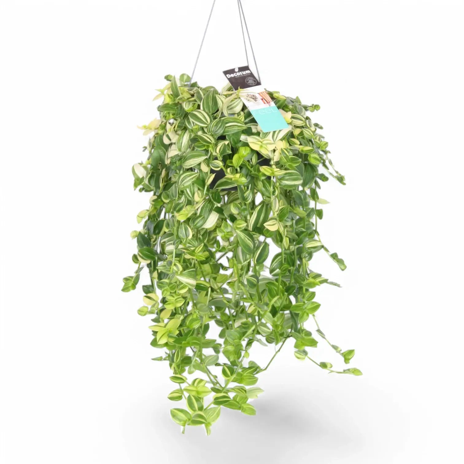 Tradescantia fluminensis 'Yellow Hill' â Zimmerpflanze im Kulturtopf auf weiĂem Hintergrund, Produktfoto 3.