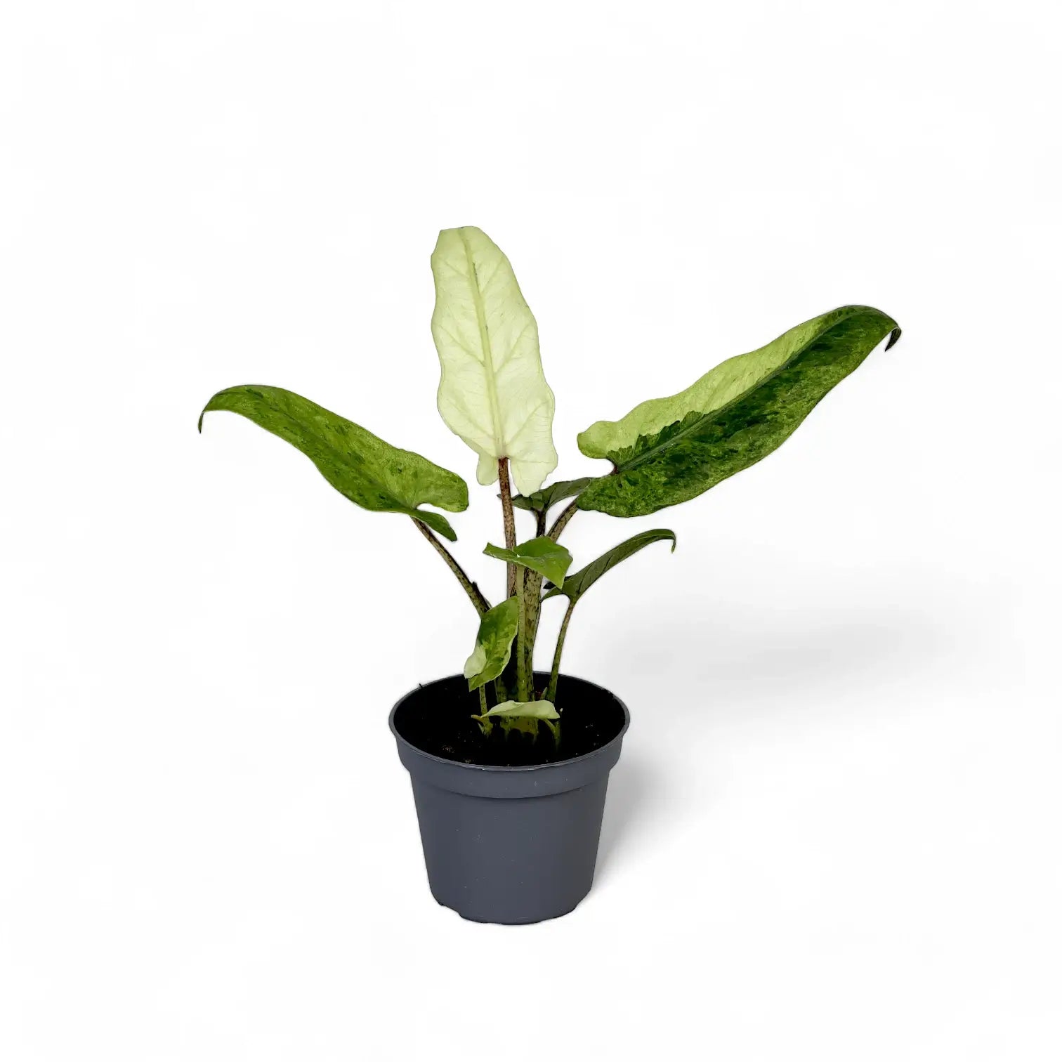 Alocasia lauterbachiana variegata potted houseplant in nursery pot on white background, product photo 2.