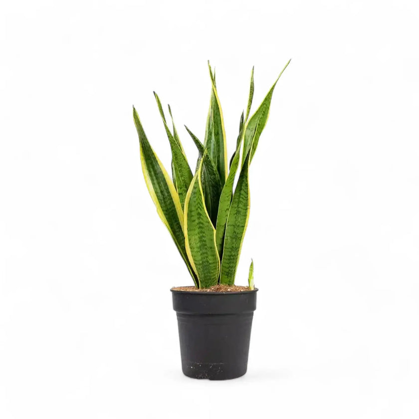 Dracaena (Sansevieria) trifasciata 'Laurentii' â Topfpflanze im Kulturtopf vor weiĂem Hintergrund, Produktfoto 3.