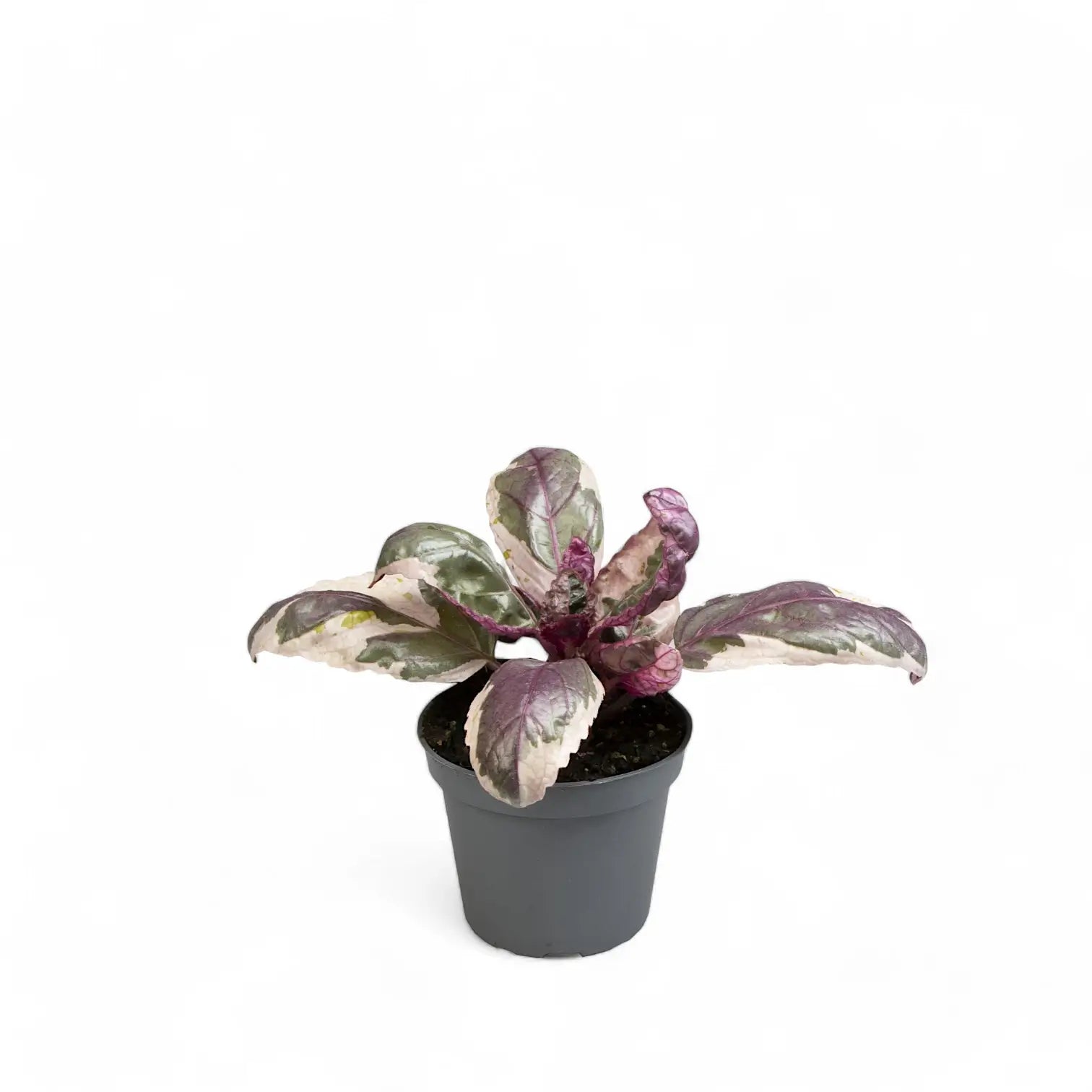 Strobilanthes alternata 'Snow White' potted houseplant in nursery pot on white background, product photo 2.