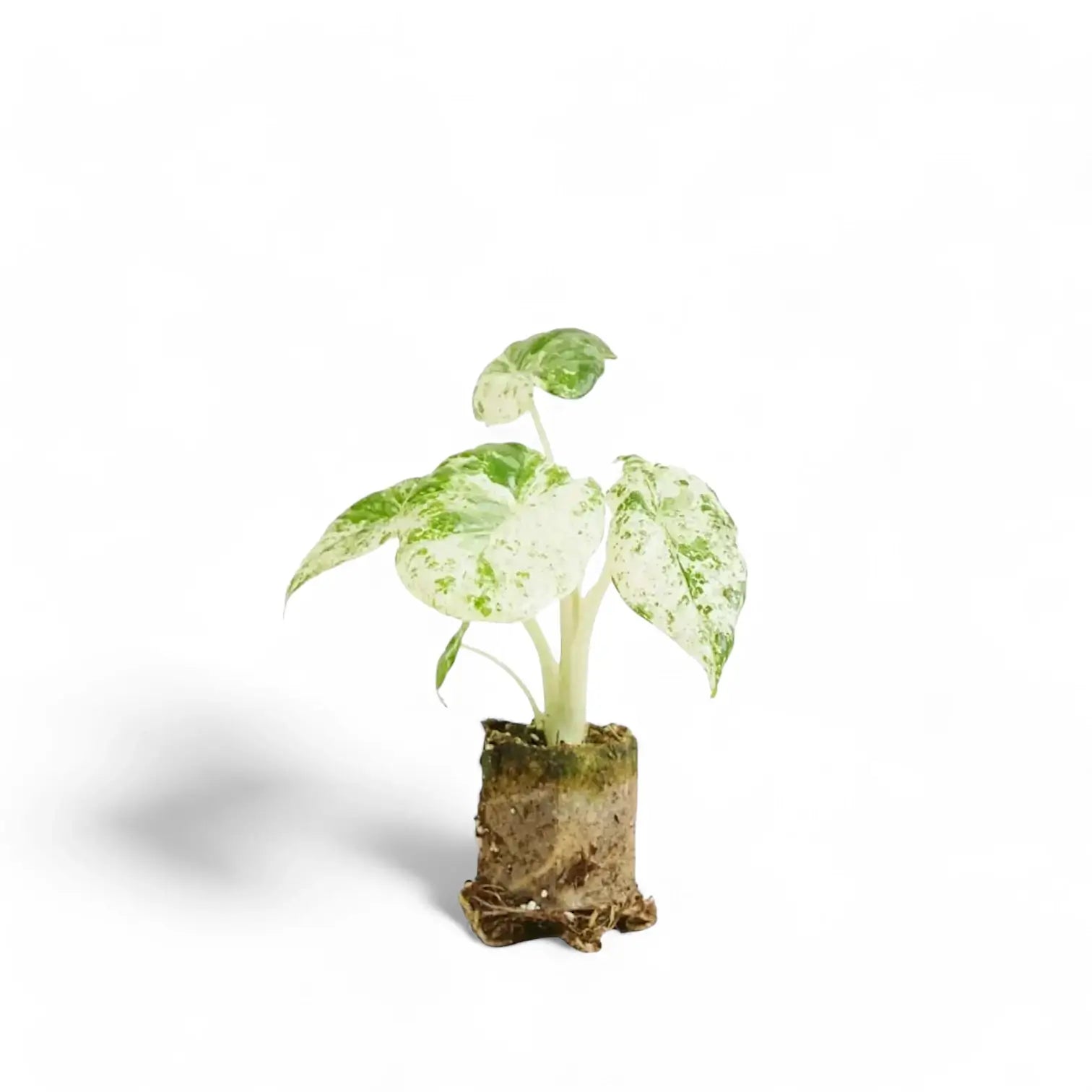 Alocasia macrorrhizos 'Splash' ('Camouflage') potted houseplant in nursery pot on white background, product photo 6.