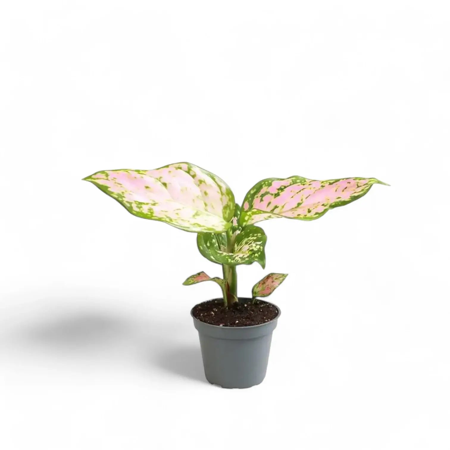 Aglaonema 'Red Valentine' – Topfpflanze im Kulturtopf vor weißem Hintergrund, Produktfoto 3.