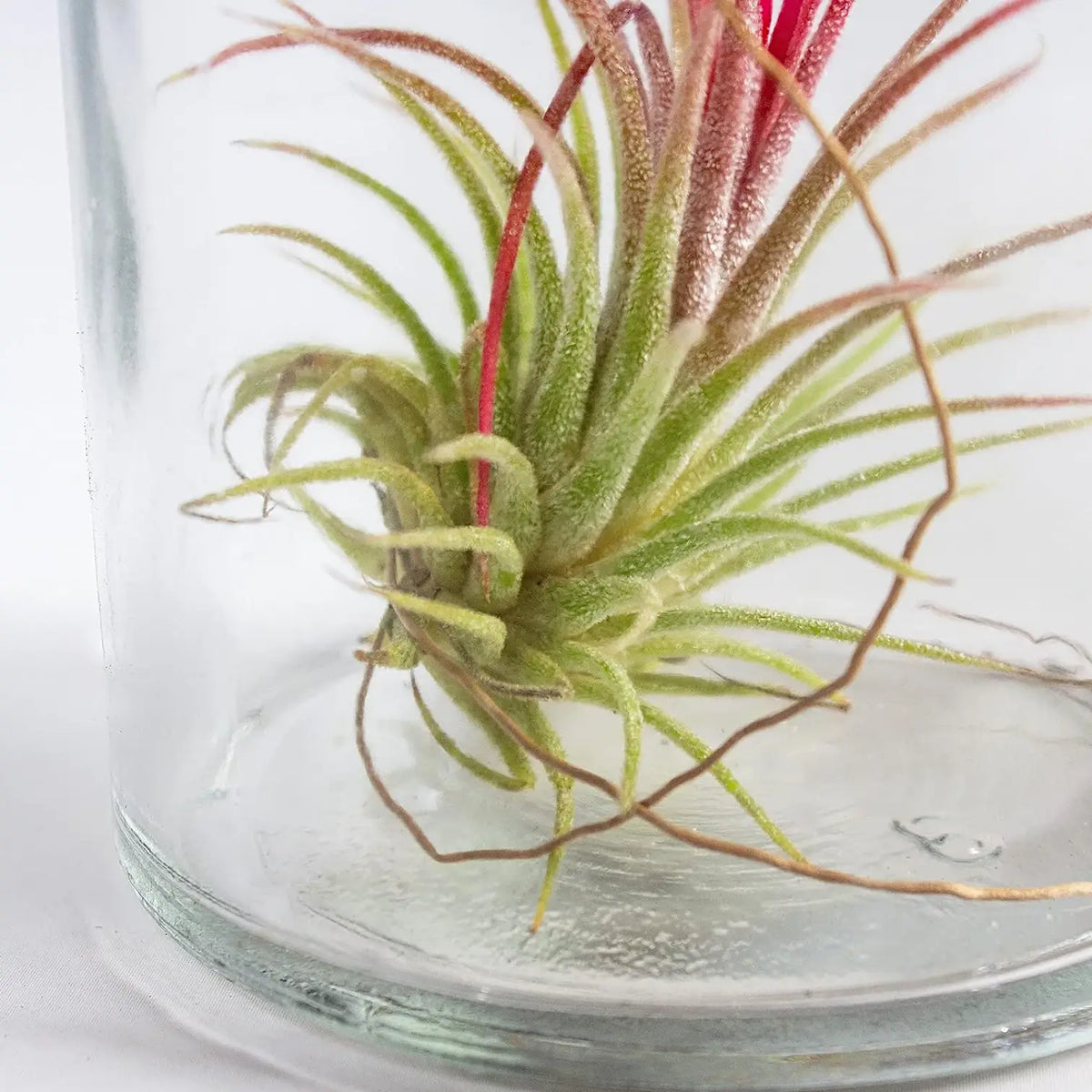 3 x Tillandsia Air Plants in Glass potted houseplant in nursery pot on white background, product photo 9.
