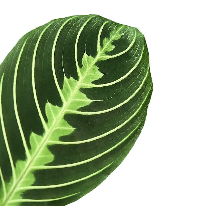 Maranta leuconeura 'Lemon Lime' leaf close-up on white background.