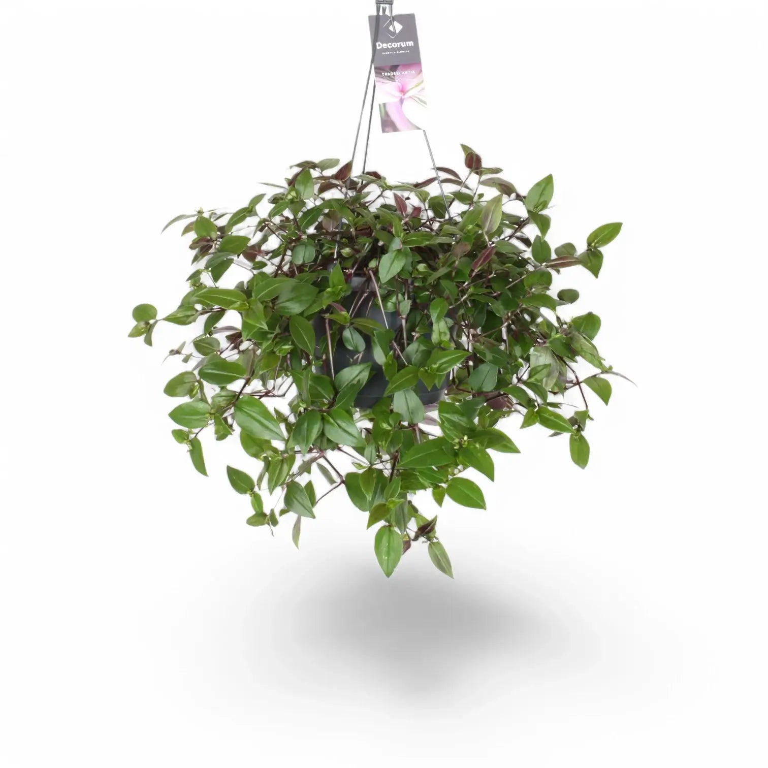 Tradescantia mundula âGreen Hillâ potted houseplant in nursery pot on white background, product photo 3.