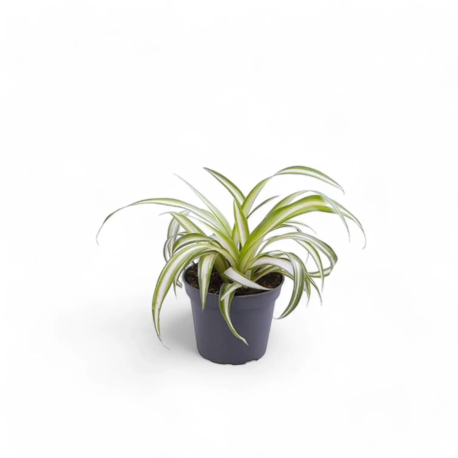 Chlorophytum comosum variegatum potted houseplant in nursery pot on white background, product photo 3.