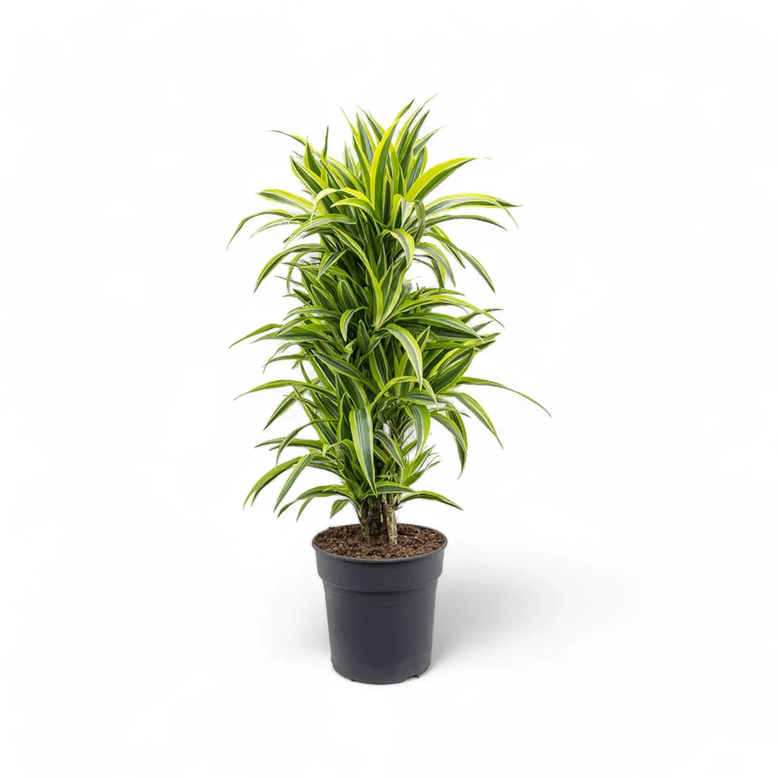 Dracaena fragrans 'Lemon Lime' – Topfpflanze im Kulturtopf vor weißem Hintergrund, Produktfoto 11.