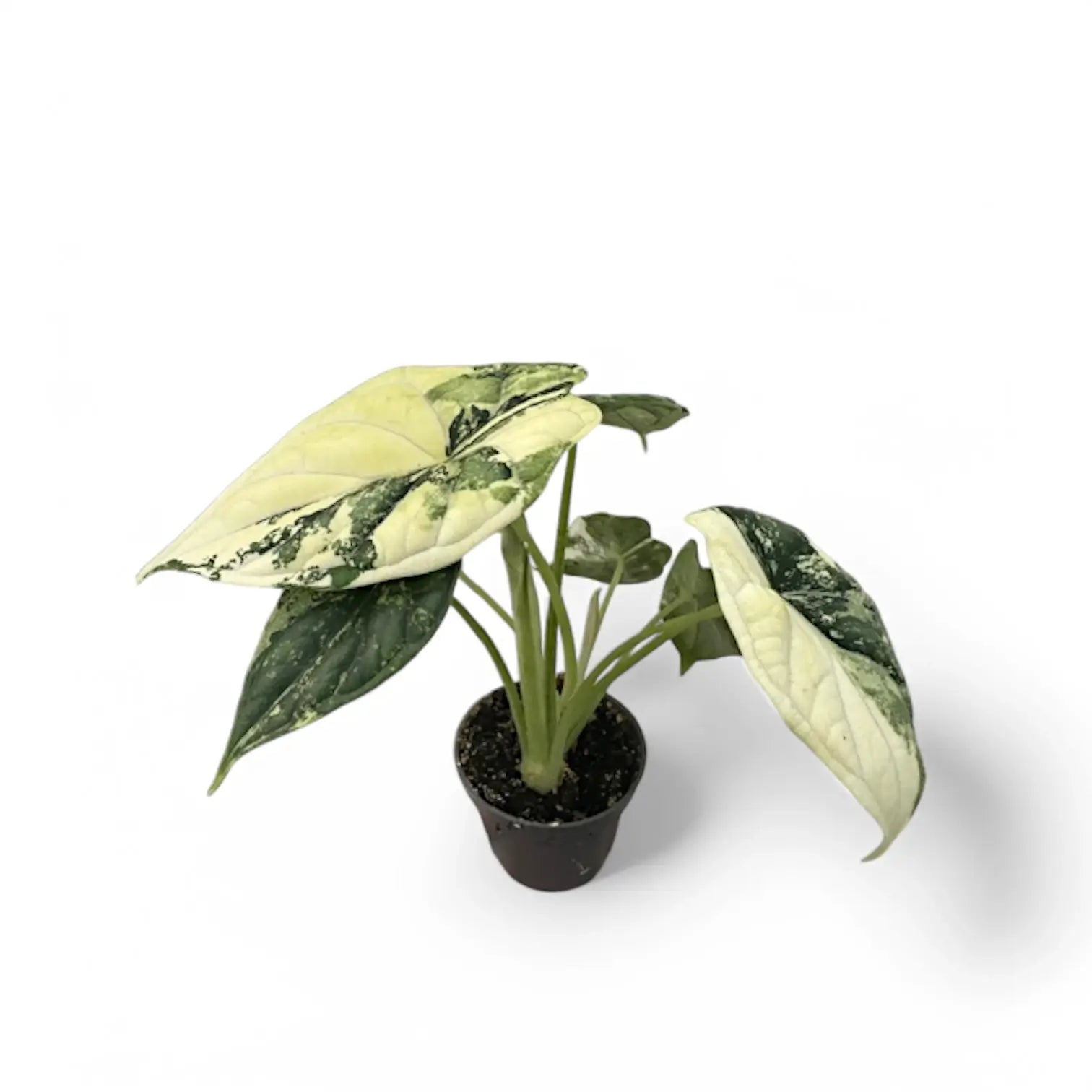 Alocasia baginda 'Dragon scale' Mint Variegata – Zimmerpflanze im Kulturtopf auf weißem Hintergrund, Produktfoto 11.