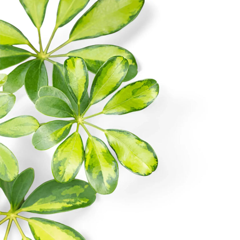 Heptapleurum (Schefflera) arboricola 'Gold Capella' leaf close-up on white background.