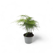Asparagus setaceus potted houseplant in nursery pot on white background, product photo 4.