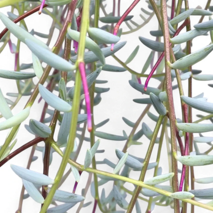 Curio hallianus leaf close-up on white background.