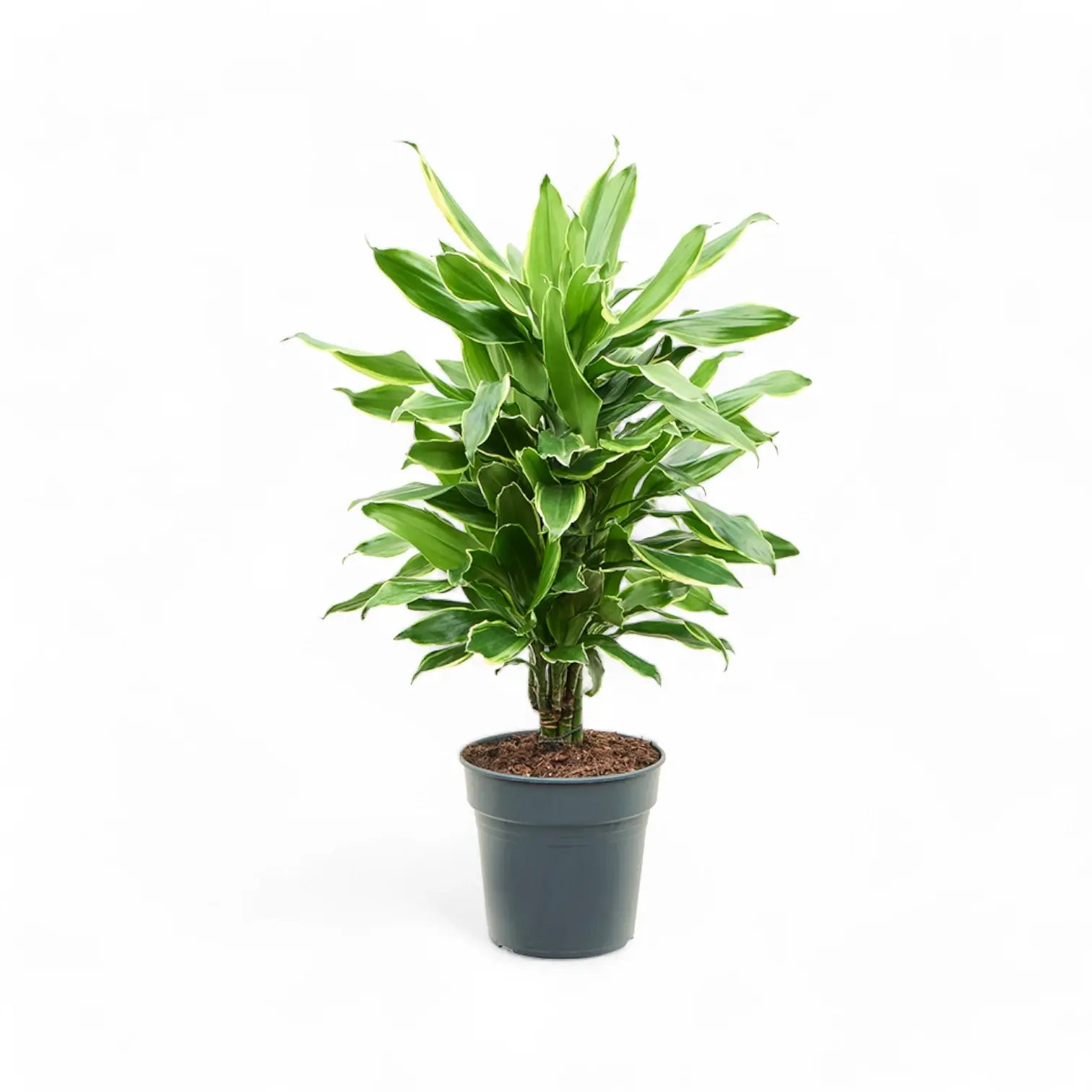 Dracaena fragrans 'Golden Coast' potted houseplant in nursery pot on white background, product photo 3.
