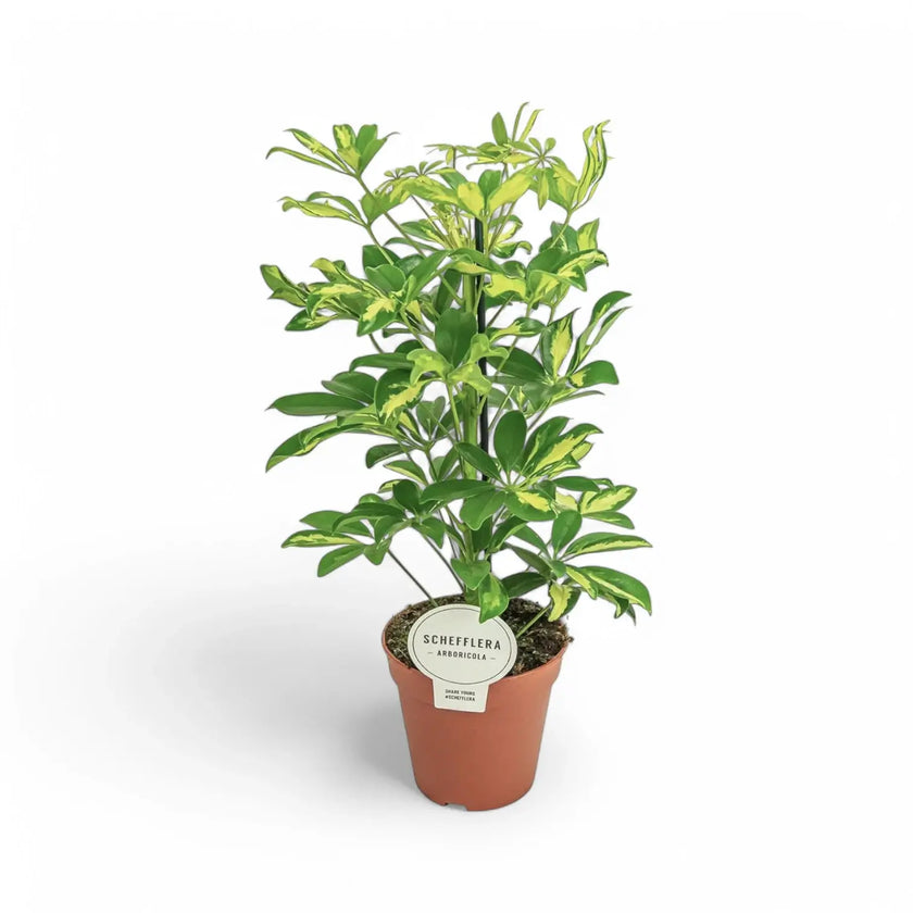 Heptapleurum (Schefflera) arboricola 'Gerda' â Zimmerpflanze im Kulturtopf auf weiĂem Hintergrund, Produktfoto 2.