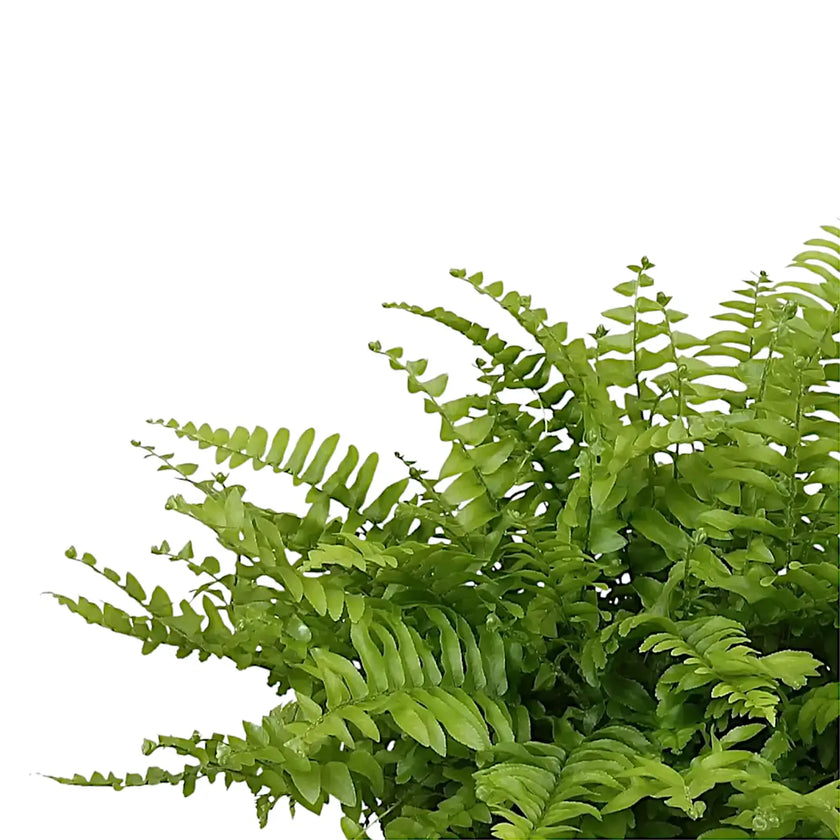 Nephrolepis exaltata 'Boston Blue Bell' leaf close-up on white background.