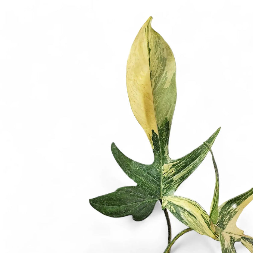 Philodendron 'Florida Beauty' ('Magic Mask') leaf close-up on white background.