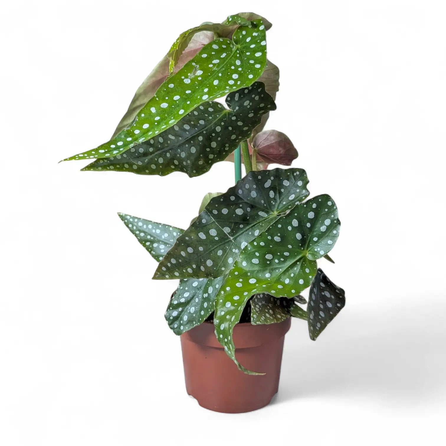 Begonia maculata 'Polka dot' – Zimmerpflanze im Kulturtopf auf weißem Hintergrund, Produktfoto 7.