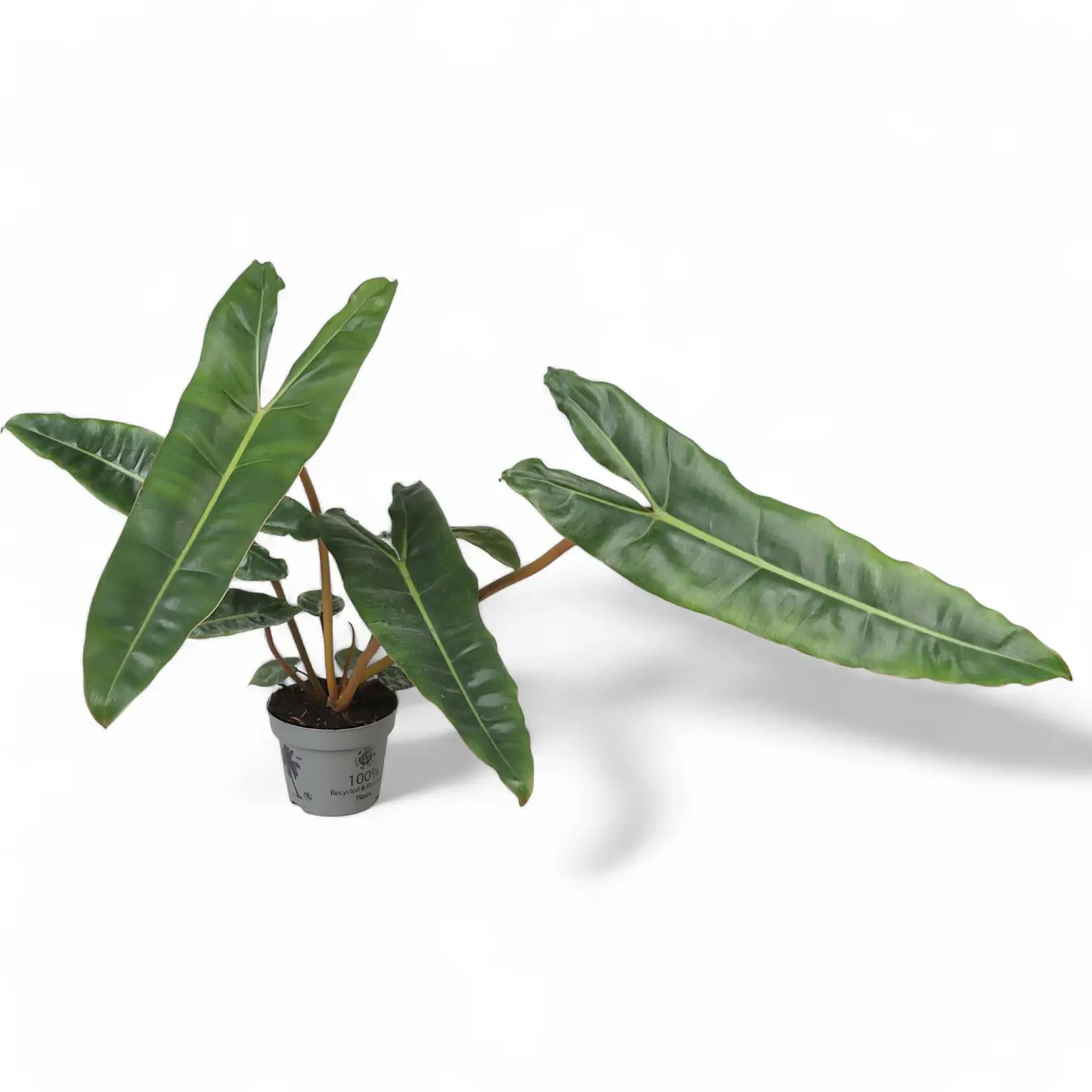 Philodendron billietiae – Topfpflanze im Kulturtopf vor weißem Hintergrund, Produktfoto 11.