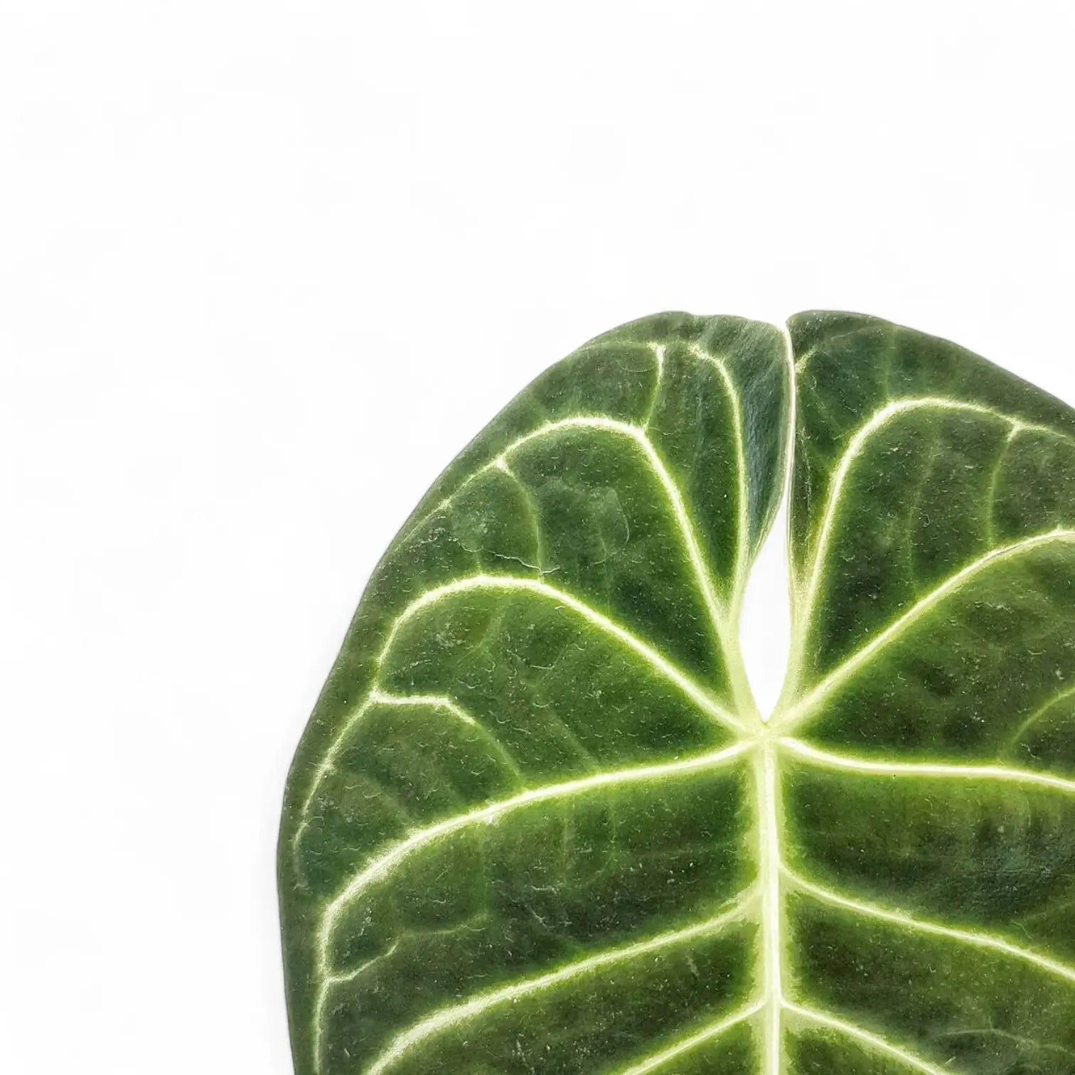 Anthurium regale – Topfpflanze im Kulturtopf vor weißem Hintergrund, Produktfoto 2.