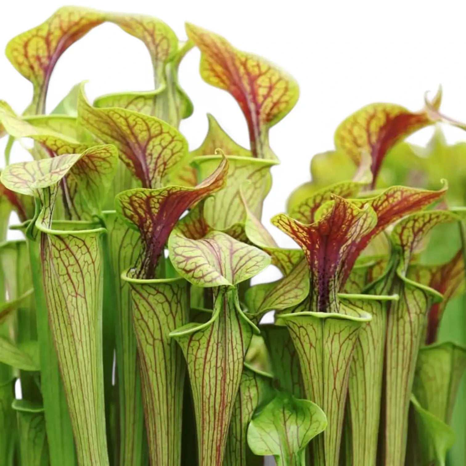 Sarracenia 'Juthatip Soper' potted houseplant in nursery pot on white background, product photo 4.