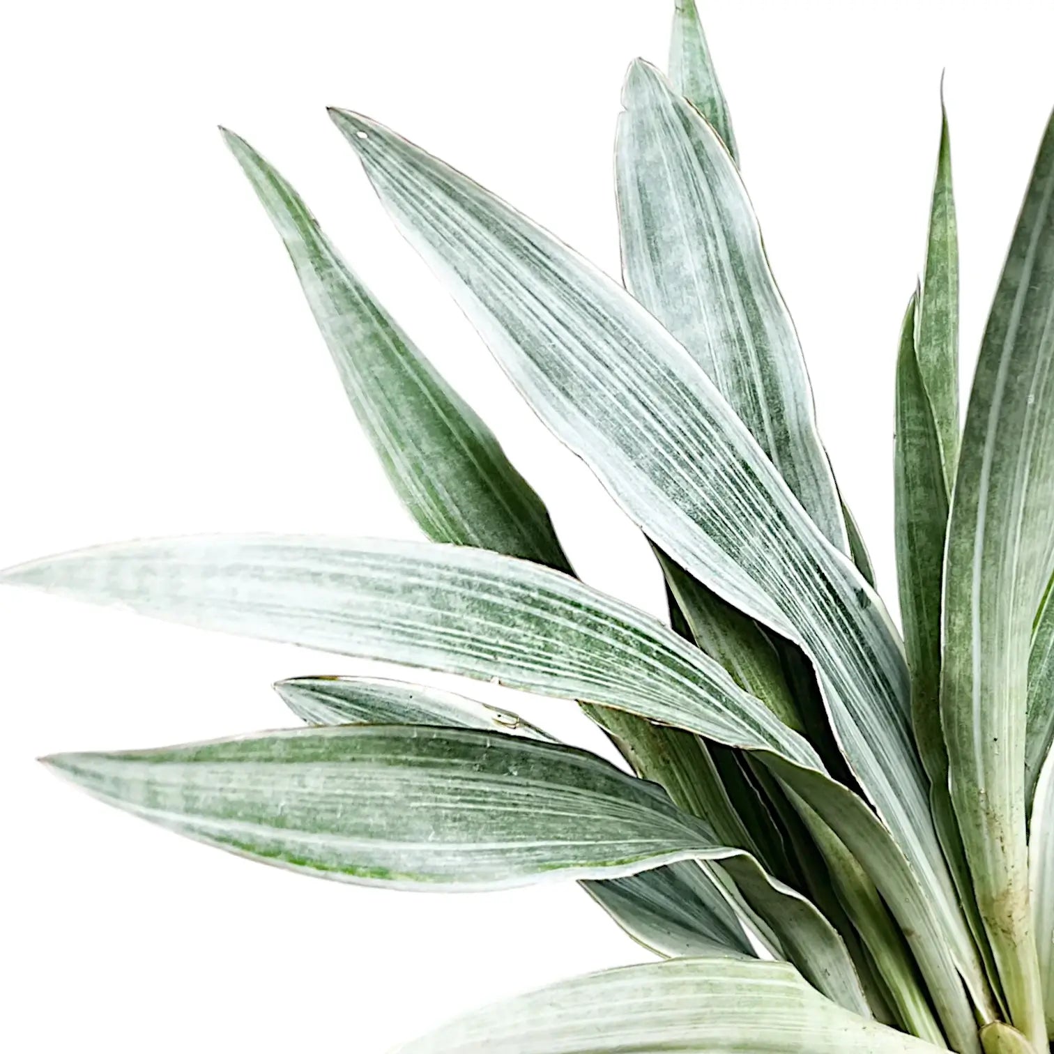 Nahaufnahme von Dracaena (Sansevieria) trifasciata 'Metallica' vor weiĂźem Hintergrund.