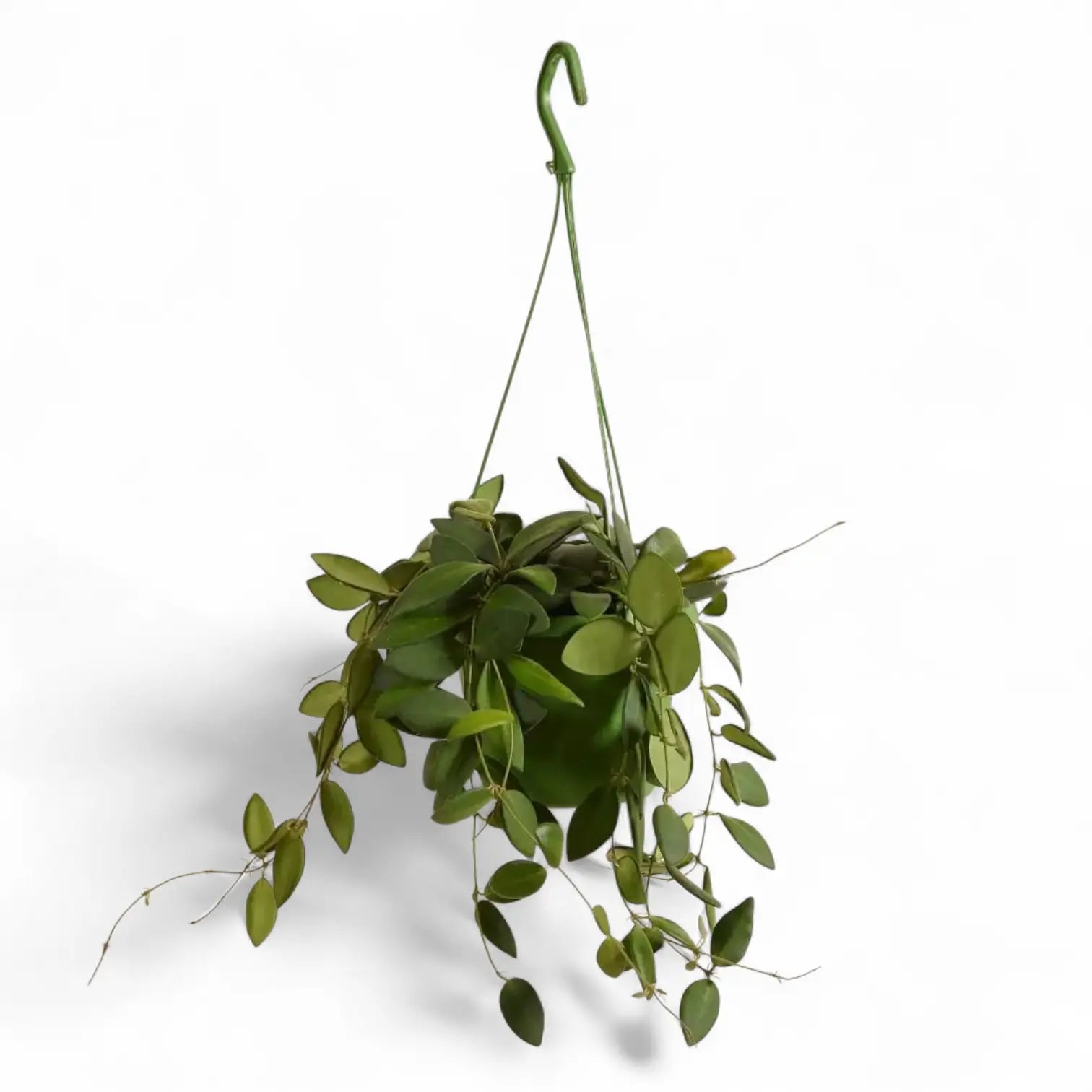 Hoya burtoniae – Zimmerpflanze im Kulturtopf auf weißem Hintergrund, Produktfoto 3.