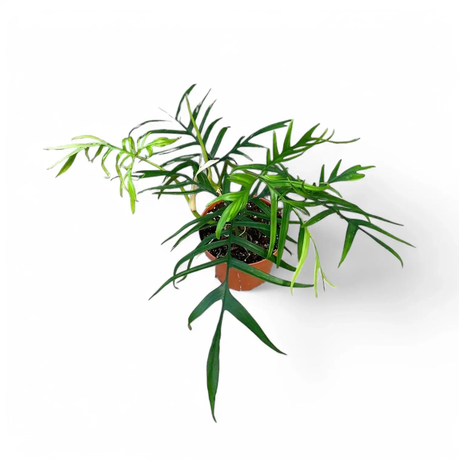 Philodendron polypodioides potted houseplant in nursery pot on white background, product photo 5.