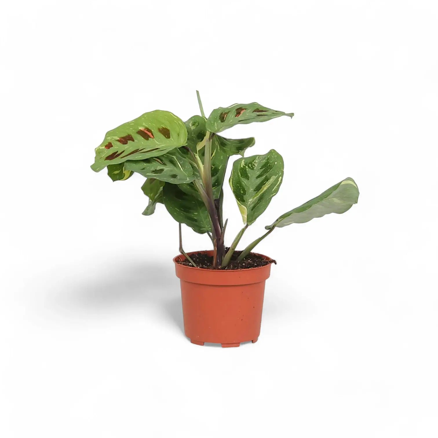 Maranta leuconeura 'Kerchoveana variegata' ('Beauty Kim', 'Fiesta') potted houseplant in nursery pot on white background, product photo 3.