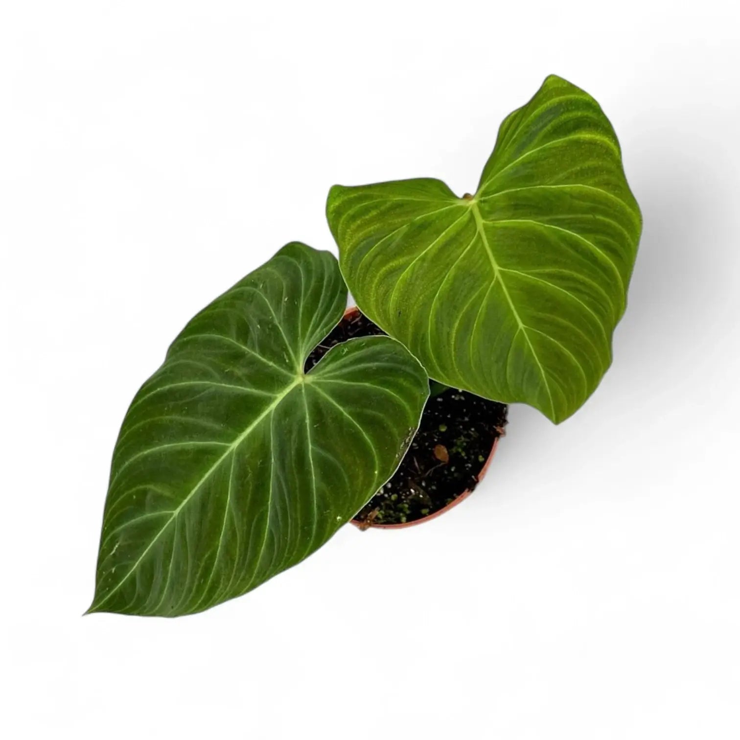 Philodendron 'Splendid' (verrucosum x melanochrysum) potted houseplant in nursery pot on white background, product photo 6.